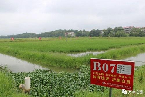 江西省上饶市：小龙虾做成大产业 稻田里“种”出好“钱”景
