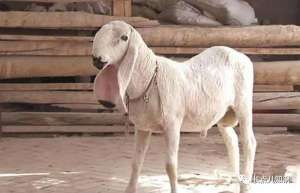养殖什么羊品种最贵(世界上四大最贵的羊，瓦格吉尔羊最贵一只1600万)