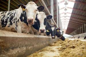 奶牛养殖工艺(这个案例的奶牛场养殖问题，我悟了养殖废水处理方法)
