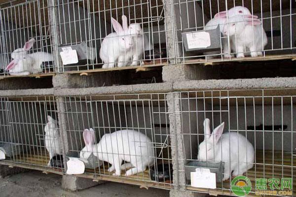 村民靠80只兔种，发展到7000多只，成年入近百万的獭兔养殖户！