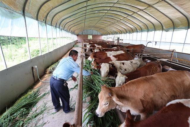 江西湖口：肉牛养殖助力乡村振兴