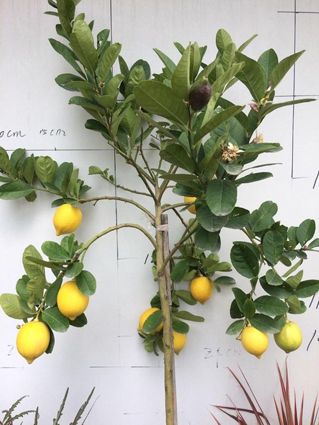 柠檬树怎么养？抓住三个重点，养护不迷糊