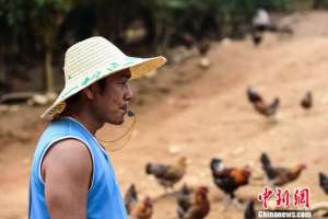 柳州野鸡养殖场(广西80后回乡创业当“鸡司令”，只因外面的鸡吃起来没有“乡愁”)