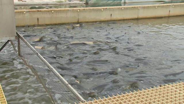 一条水槽，一次容纳20万斤鱼，一年流来500万