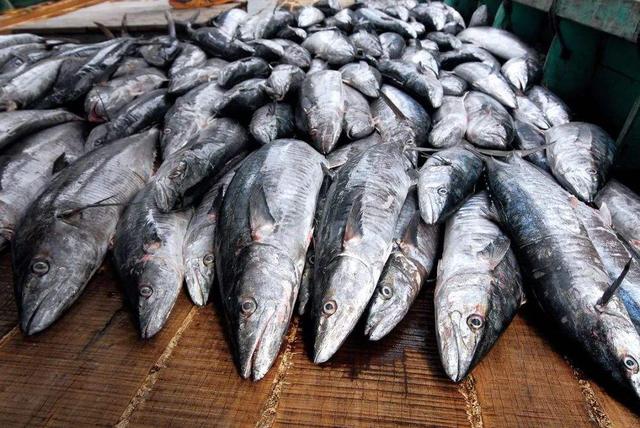买鱼时，懂行人专挑这5种鱼，目前无法人工养殖，都是纯野生的