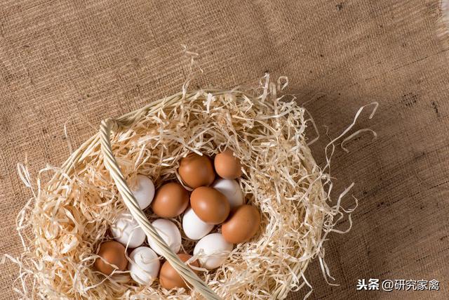 浅谈提高散养蛋鸡产蛋率的措施