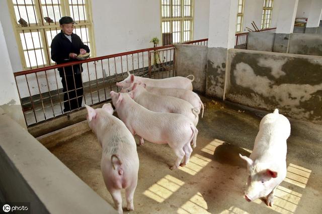 肥猪饲养管理措施：做好了这5个方面，饲料利用率高猪长得快