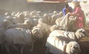 细毛羊养殖(鄂尔多斯细毛羊的配种和产后的饲养)