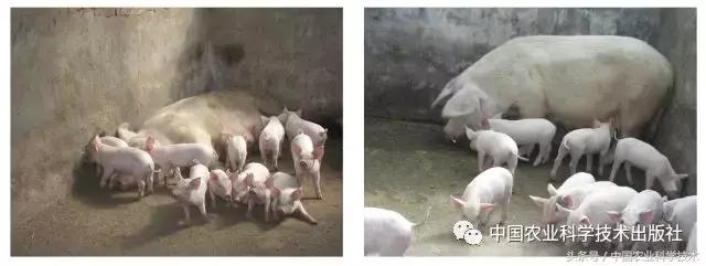 谢实勇｜画说生猪健康养殖实用技术，养猪户的必备宝典！