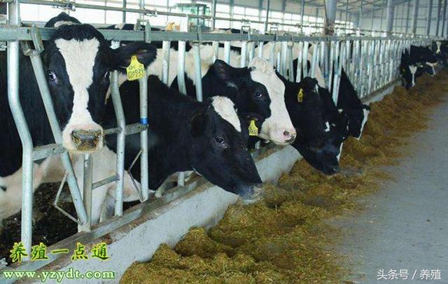 奶牛高产秋管需抓好四要点，从饲料到秋配，精心必高产