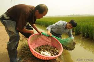 水稻泥鳅养殖(新农人