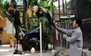 长尾鸡养殖技术(越南农民养殖百只长尾鸡，长大后每只售价近两万元)