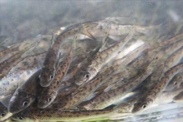 花骨鱼丰富的生物学特性，与其精准高效的繁养技术