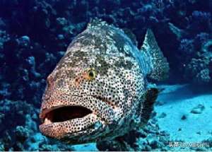 龙胆石斑鱼养殖(石斑