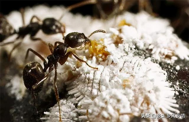 蚂蚁人工养殖技术