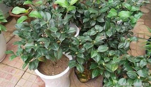 阳台种山茶花用这个技巧，花开满枝、花期长、长势好，能种十几年