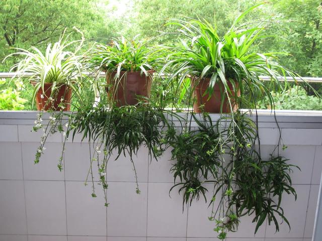 室内养“4种花”，四季常绿很好养，不停长枝叶，家中空气一级棒
