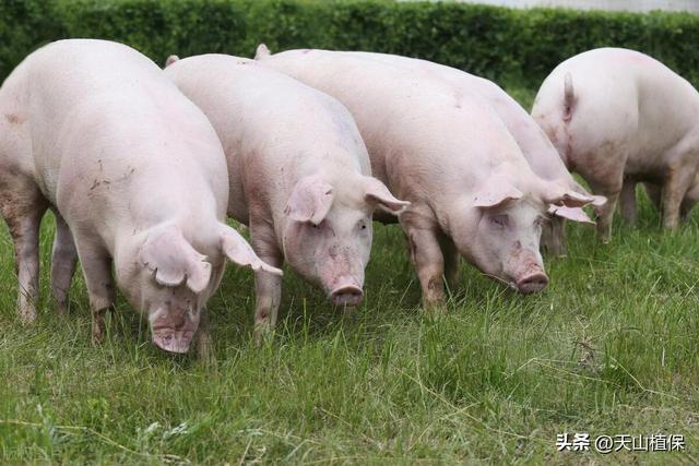 猪的放养养殖技术探讨
