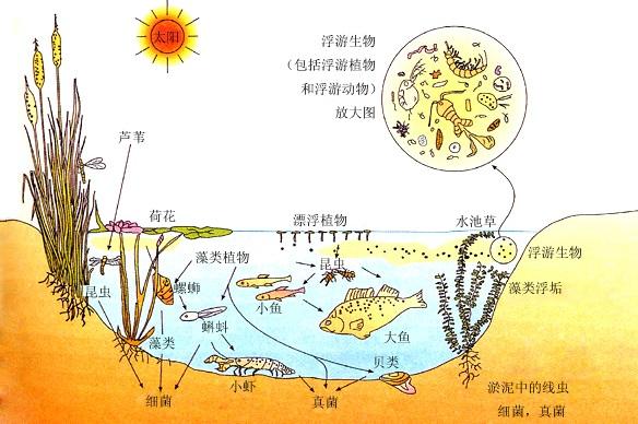养殖池塘的生态系统和食物链网络及其食物网结构