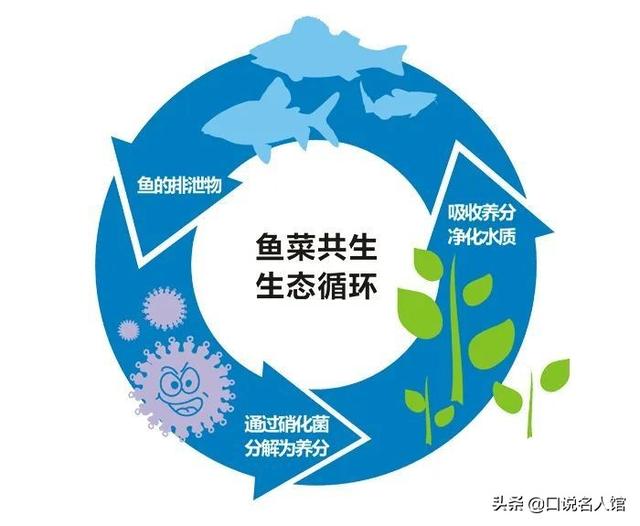 上海奇人：养鱼不换水，种菜不施肥，年入3600万，疫情在家也不愁