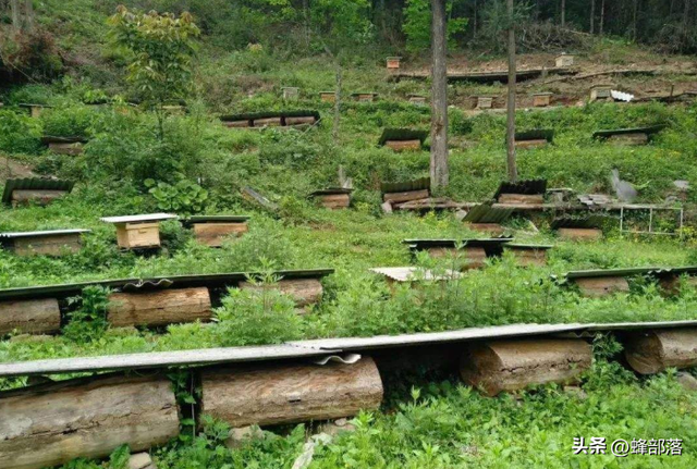 蜜蜂科学养殖的方法有哪些？养蜂新手从这4点入手