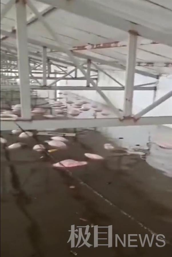 山西孝义一养殖场被淹，700多头猪漂浮水面，仅有1头活着