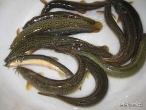 泥鳅鱼缸养殖(清水养泥鳅能活多久？怎么养殖泥鳅？)