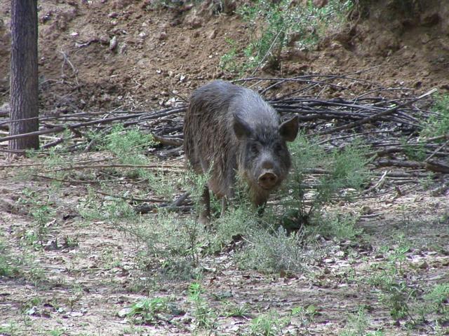 600斤家养“野猪”发狂被击毙，多地同意狩猎野猪，却不准吃肉？
