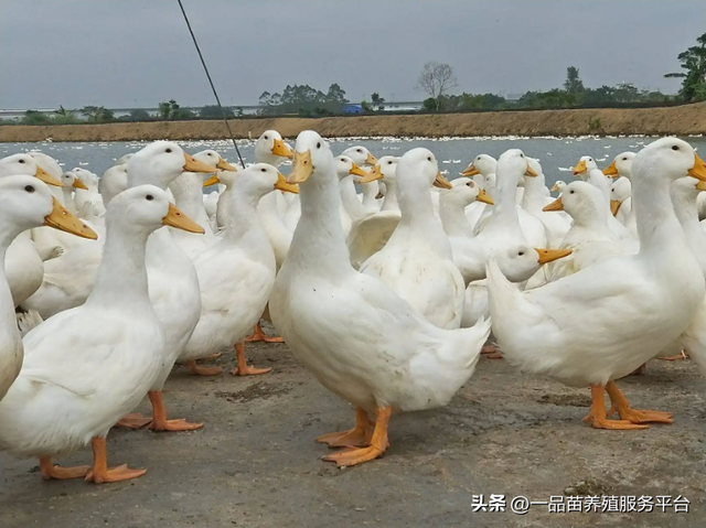 鸭子养殖行情开始“动摇”了，9月8日起养鸭业或将迎来转折点