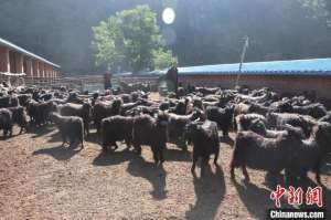 河北山羊养殖场(塞北大青背山羊变身山乡村民“致富羊”)
