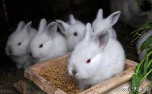 家免养殖技术(养殖兔子技术方法)