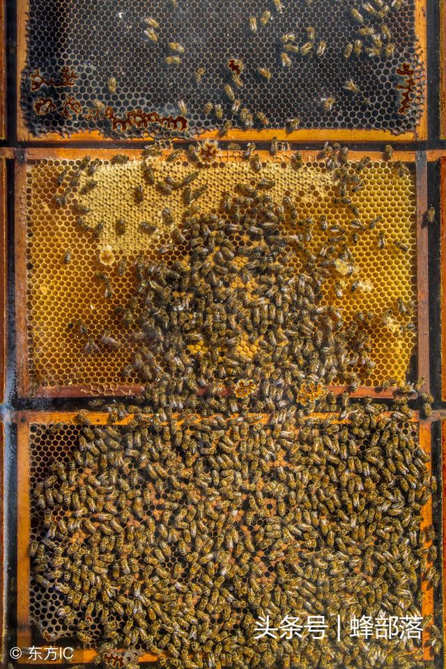 蜜蜂养殖，强群很重要，如何让蜂群长期保持强群？这几点很重要