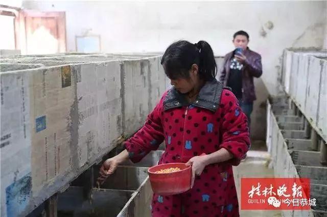 【身边典型】恭城网红农民直播卖竹鼠，全网粉丝超30万，一年卖上万只竹鼠……