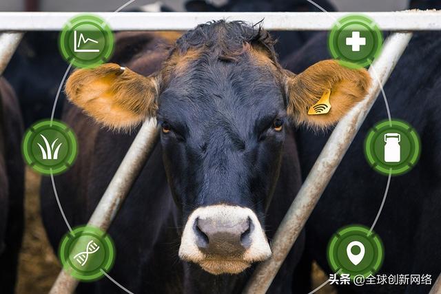 9 项奶牛养殖新技术
