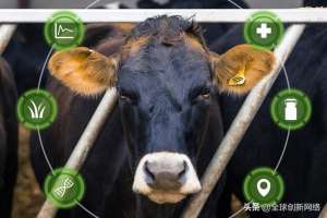 奶牛养殖流程(9 项奶牛养殖新技术)