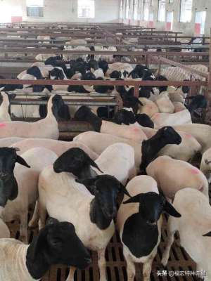 辽宁杜泊绵羊养殖场(杜泊绵羊多少钱一只，种公羊价格决定了羊崽的质量母羊难产的原因)
