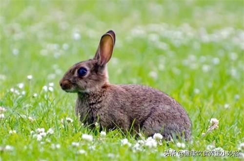思麻兔适合在农村养殖，见效快收益高，养殖的时候该注意什么