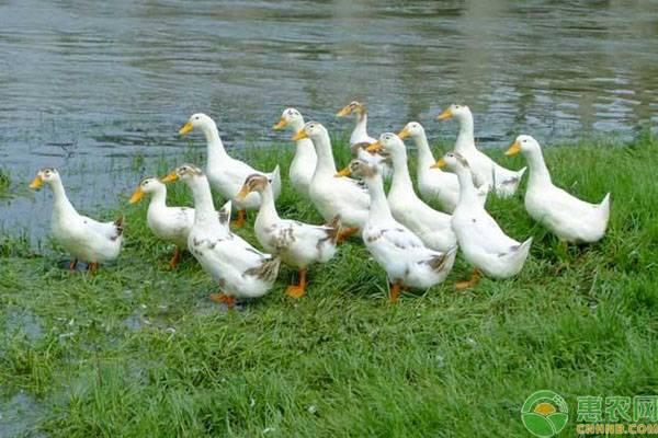 肉鸭要想养得好，这5个方法和技巧养殖户须知！
