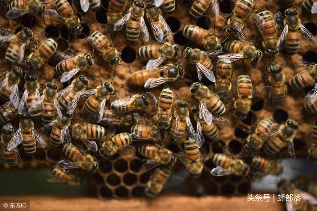 蜜蜂养殖，强群很重要，如何让蜂群长期保持强群？这几点很重要