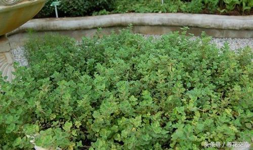 这6种养窗台上的盆栽香草植物能轻松繁殖