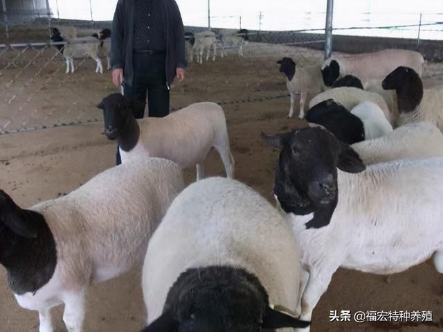 杜泊绵羊多少钱一只，种公羊价格决定了羊崽的质量母羊难产的原因