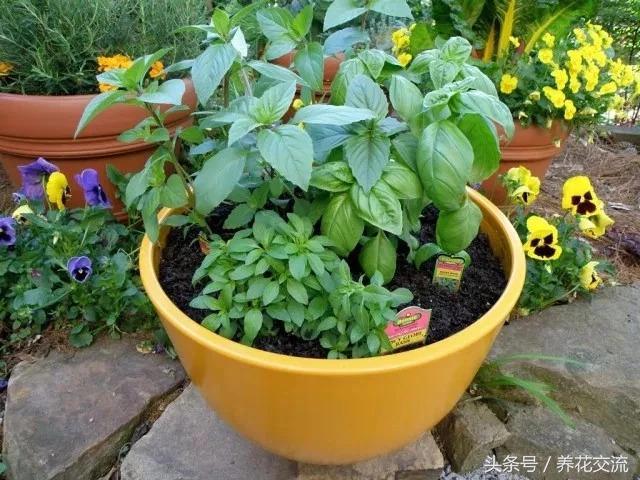 这6种养窗台上的盆栽香草植物能轻松繁殖