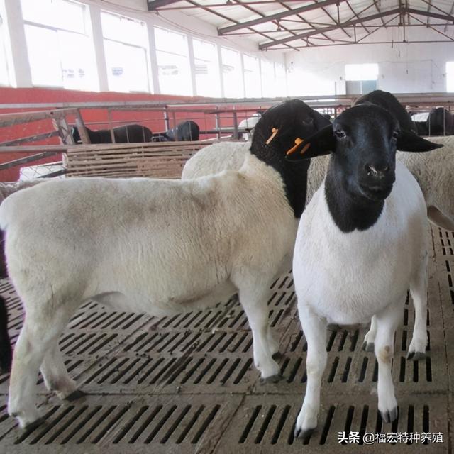 杜泊绵羊多少钱一只，种公羊价格决定了羊崽的质量母羊难产的原因