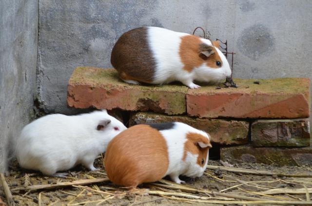 山东茌平：尚存合养殖的“荷兰猪”颇受市场欢迎---刘加明