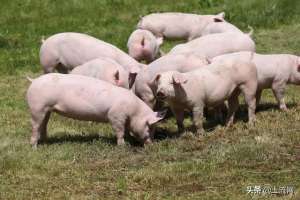 四川生猪养殖补贴政策(养猪补贴政策2022最新标准：有哪些补贴？附部分地区的补贴规定)