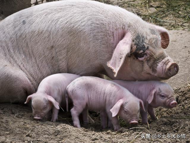母猪养殖技术