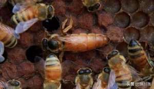 蜜蜂双王养殖技术(有1脾蜂2只蜂王，如何让蜜蜂越冬，养蜂人告诉你方法)