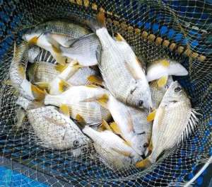 渔业养殖名称(中国渔业看广东对虾、海鲈、金鲳、脆肉鲩等渔业名片闪亮全国)