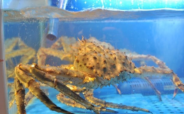 帝王蟹是大型甲壳类动物，它们分布在哪里，有什么特点？