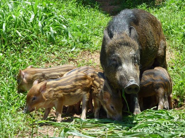 600斤家养“野猪”发狂被击毙，多地同意狩猎野猪，却不准吃肉？